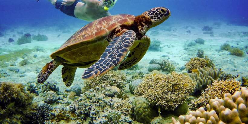 Cebu: Moalboal Sardines & Turtle Snorkeling and Canyoneering - FAQ