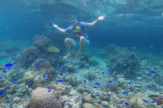 Cebu: Moalboal Sardines, Turtle Snorkeling & Kawasan Canyoneering - Why the Moalboal sardine run is worth the early start