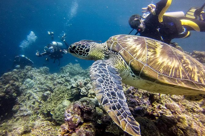 Cebu: Moalboal Sardines, Turtle Snorkeling & Kawasan Canyoneering - Entering the Kawasan canyons in Badian