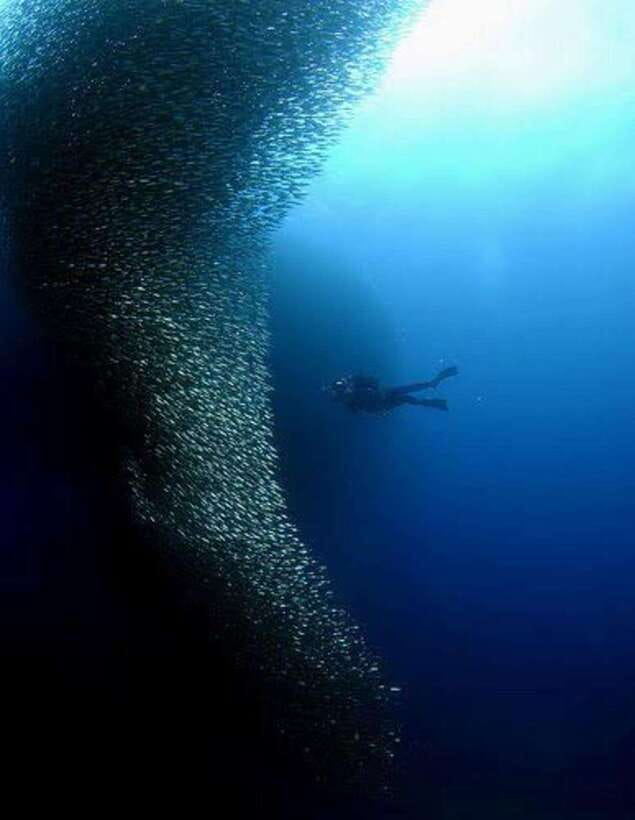 Cebu: Moalboal Scuba Diving, Sardines Run & Pescador Snorkel - The silver wall at Moalboal