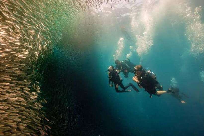 Cebu: Moalboal Scuba Diving, Sardines Run & Pescador Snorkel - Pescador Island brings a different kind of beauty