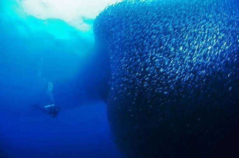 Cebu: Moalboal Scuba Diving, Sardines Run & Pescador Snorkel - Why the sardine session works for photographers