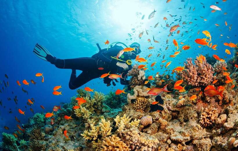 Cebu: Moalboal Scuba Diving with Sardines and Turtle Snorkel - The silver cloud at Panagsama Beach