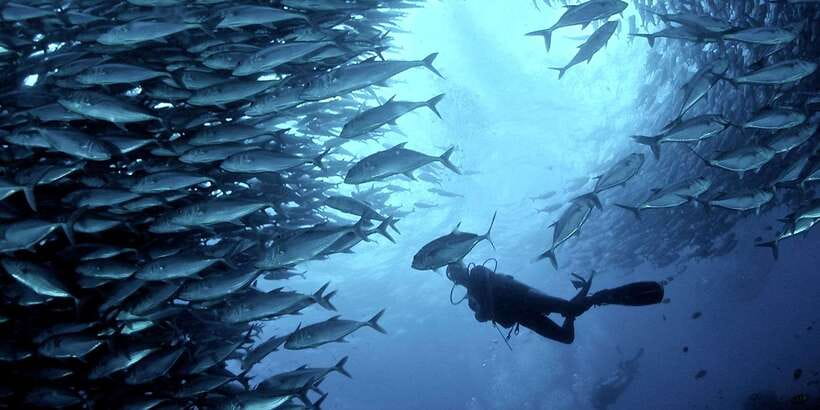 Cebu: Moalboal Scuba Diving with Sardines and Turtle Snorkel - The turtle snorkel and the Pescador question
