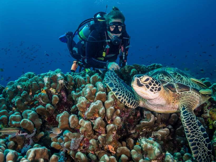 Cebu: Moalboal Scuba Diving with Sardines and Turtle Snorkel - A full day from Cebu, not a quick side trip