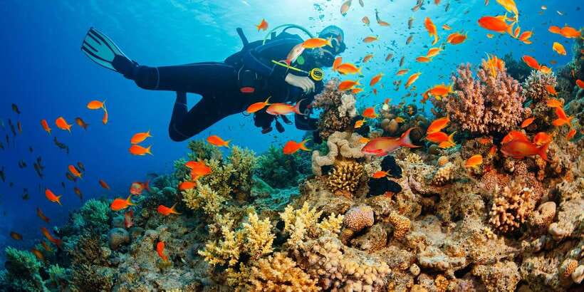 Cebu: Moalboal Scuba Diving with Sardines and Turtle Snorkel - Is $115 good value?
