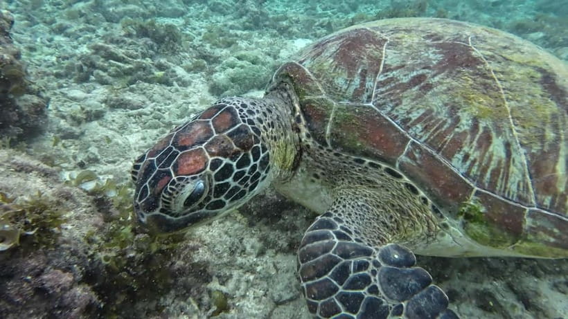 Cebu: Moalboal Snorkeling, Mantayupan Falls & ATV Adventure - Who should book this Cebu adventure?