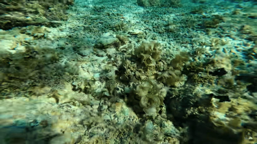 Cebu: Oslob Whale Shark and Moalboal Snorkeling Tour - Practical advice for a smoother day