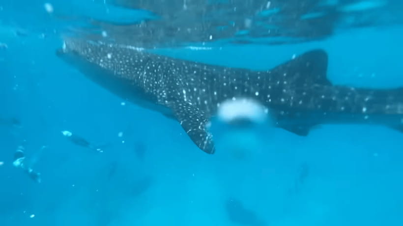 Cebu: Oslob Whale Shark and Moalboal Snorkeling Tour - Two famous Cebu waters in one day