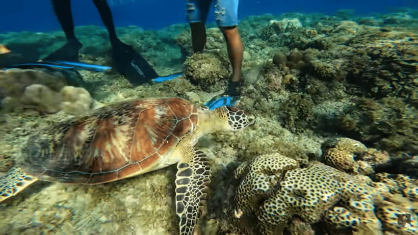 Cebu: Oslob Whale Shark and Moalboal Snorkeling Tour - Moalboal’s sardine run and reef life