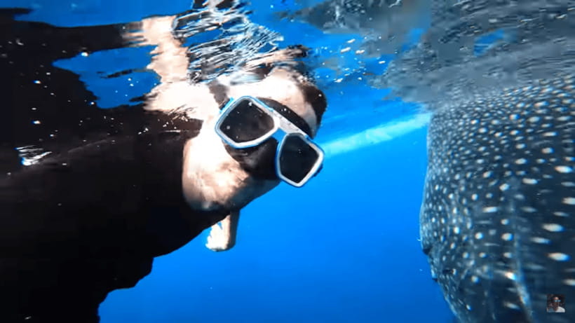 Cebu: Oslob Whale Shark and Moalboal Snorkeling Tour - Is $117 a fair price?