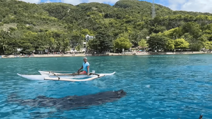 Cebu: Oslob Whale Shark and Moalboal Snorkeling Tour - The pre-sunrise run to Oslob