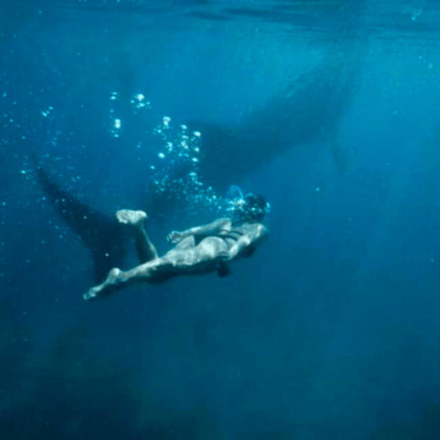 Cebu: Oslob Whale Shark, Sumilon, Ruins, Simala Church - Why the Oslob whale shark stop comes first