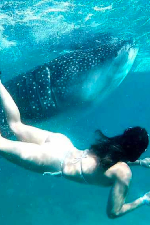 Cebu: Oslob Whale Shark, Sumilon, Ruins, Simala Church - Who will enjoy this Cebu day trip