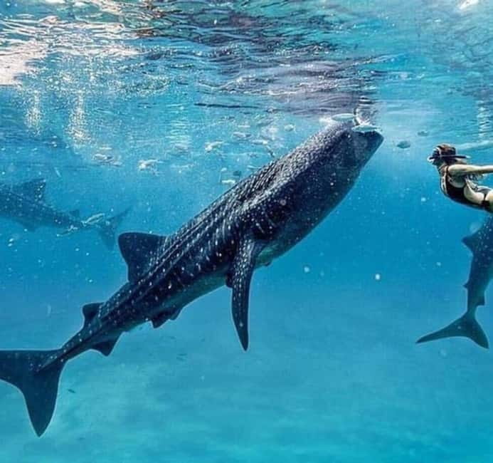 Cebu: Oslob Whale Shark Swim and Sumilon Island Day Tour - Tumalog Falls adds a cool change of pace