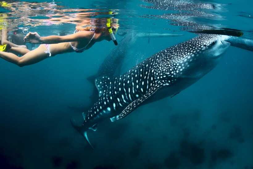 Cebu: Oslob Whale Shark Swimming - Why the feeding issue deserves attention