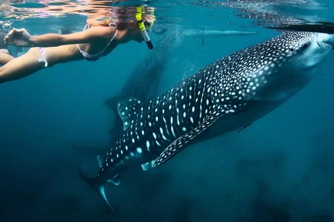 Cebu: Oslob Whale Shark Swimming and Kawasan Falls Canyoneering - Leaving before dawn for Oslob