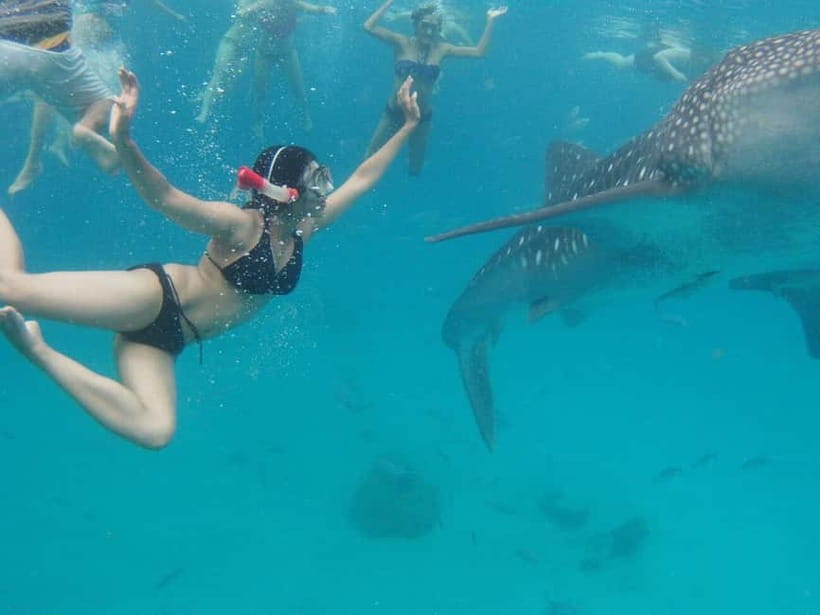 Cebu: Oslob Whale Shark Swimming and Tumalog Falls Tour - Key points at a glance