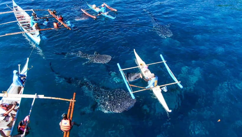 Cebu: Oslob Whale Shark Swimming and Tumalog Falls Tour - Breakfast before the whale shark session