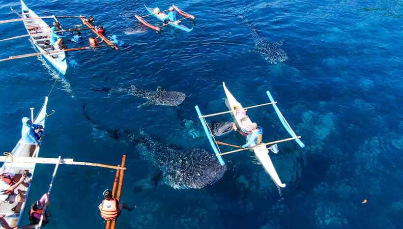 Cebu: Oslob Whale Shark Swimming and Tumalog Falls Tour - Tumalog Falls after the main attraction