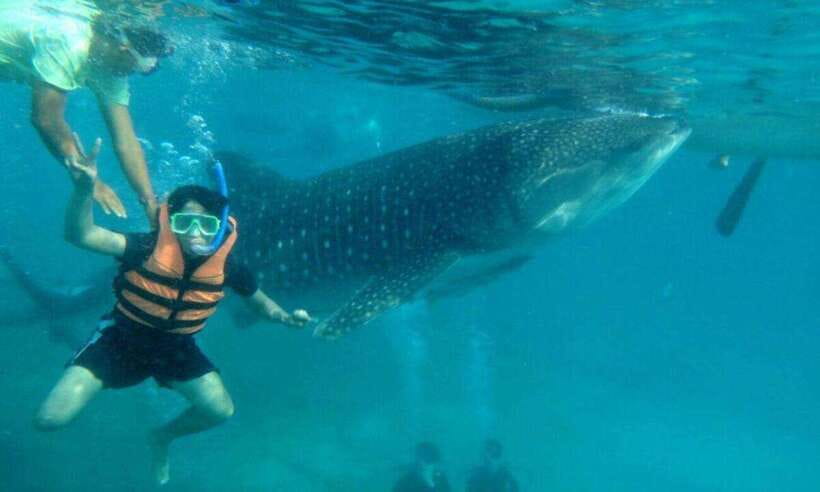 Cebu: Oslob Whale Shark Swimming and Tumalog Falls Tour - The guide and communication question