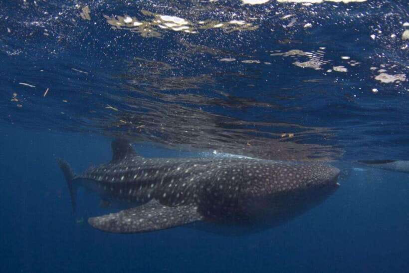 Cebu: Oslob Whale Shark Swimming and Tumalog Falls Tour - The 2:00 AM start and the road south