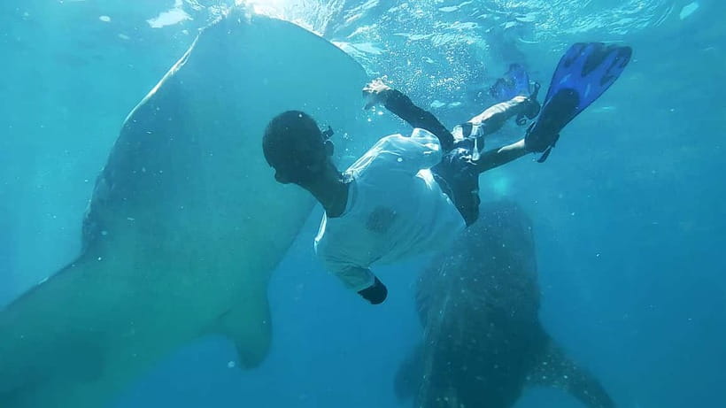 Cebu:Oslob Whale Shark Swimming & Kawasan Falls Canyoneering - What happens at the Oslob whale shark area
