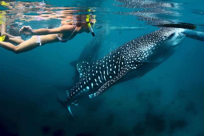 Cebu: Oslob Whale Shark Swimming - Breakfast and the Oslob orientation