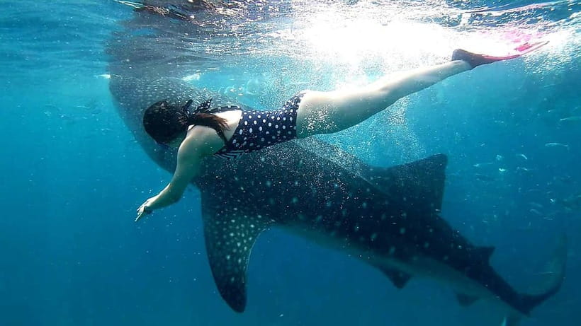 Cebu Oslob: Whale Shark Watching Experience - A pre-dawn road to Oslob