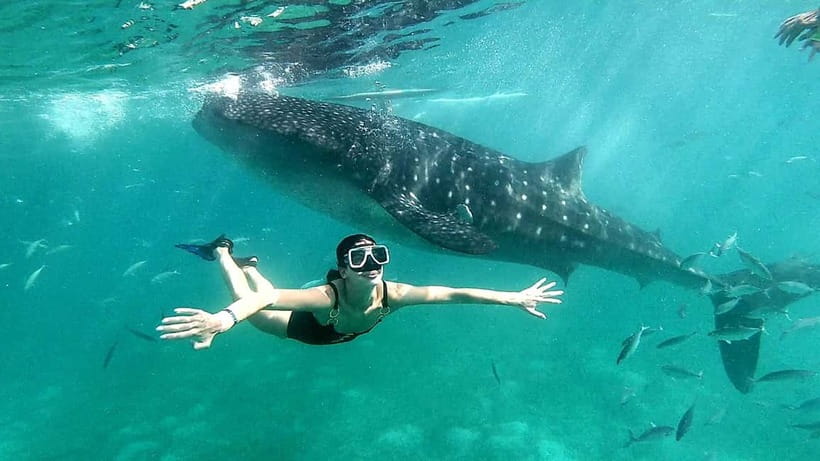Cebu Oslob: Whale Shark Watching Experience - Should you book the Oslob whale shark tour?