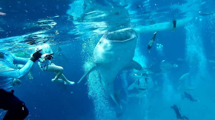 Cebu Oslob: Whale Shark Watching Experience - The briefing before you meet the whale sharks