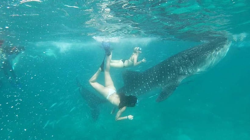 Cebu Oslob: Whale Shark Watching Experience - Breakfast and local snacks after the swim
