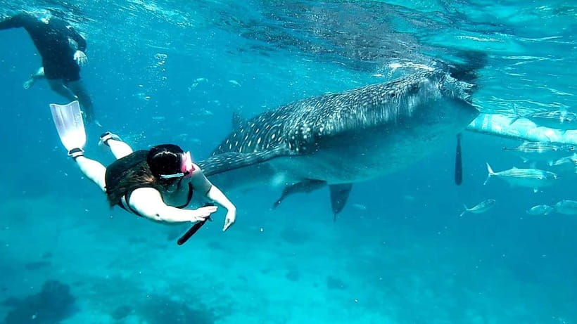 Cebu Oslob: Whale Shark Watching Experience - Tumalog Falls and Sumilon Island are separate decisions