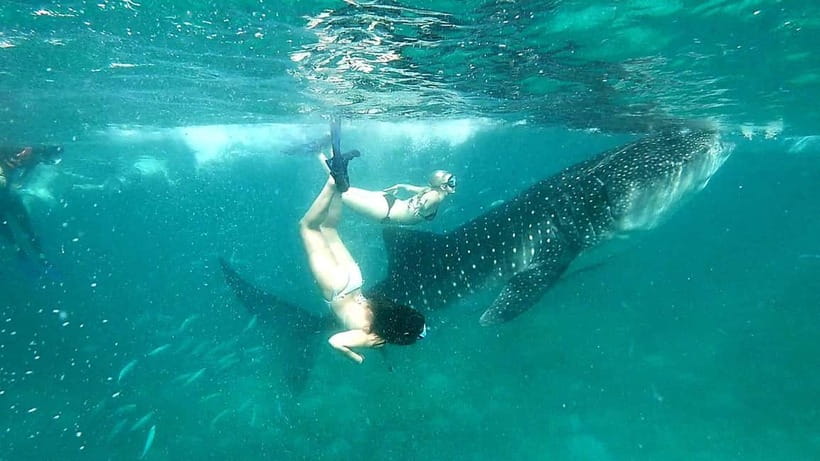 Cebu Oslob: Whale Shark Watching Experience - Is $86 a fair price?