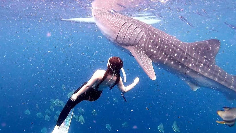 Cebu Oslob: Whale Shark Watching Experience - When to go and what to pack