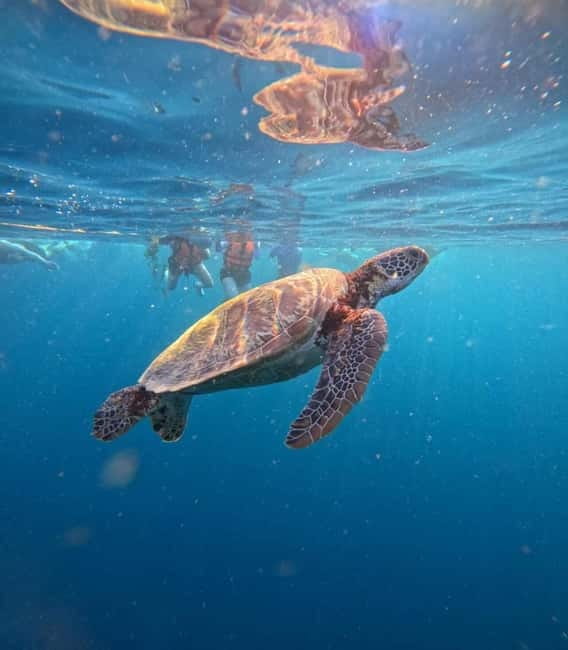 Cebu: Oslob Whale Sharks, Moalboal Sardine Run & Turtles - Why this Cebu day trip works