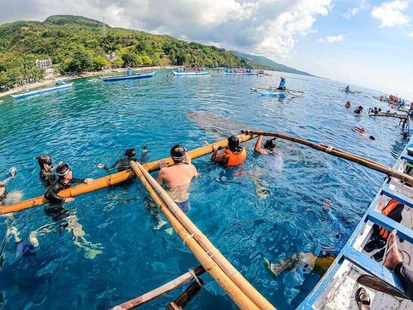 Cebu: Oslob Whale Sharks, Moalboal Sardine Run & Turtles - Meeting the whale sharks at Oslob