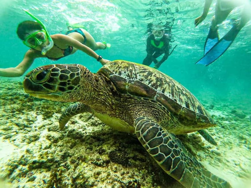 Cebu: Oslob Whale Sharks, Moalboal Sardine Run & Turtles - What the $113 price really covers
