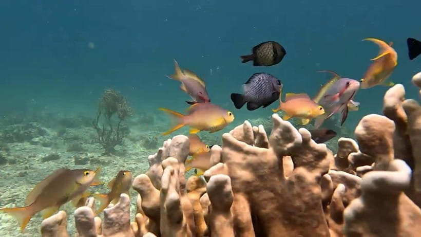 Cebu: Oslob Whale Sharks, Tumalog Falls & Sardine Snorkeling - Key points to know before booking