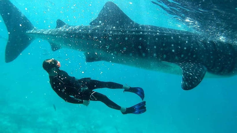 Cebu: Oslob Whale Sharks, Tumalog Falls & Sardine Snorkeling - Should you book it?