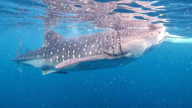 Cebu: Oslob Whale Sharks, Tumalog Falls & Sardine Snorkeling - A whale shark day that starts before sunrise
