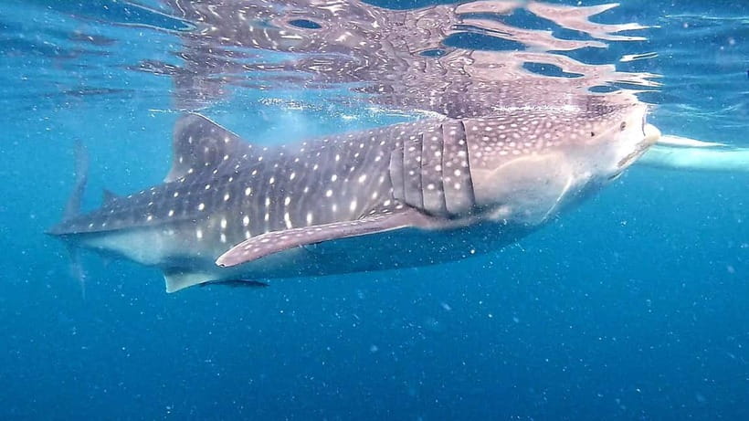 Cebu: Oslob Whale Sharks, Tumalog Falls & Sardine Snorkeling - Tumalog Falls brings a change of pace