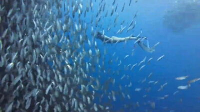 Oslob Whale Sharks, Tumalog Falls & Sardine Snorkeling