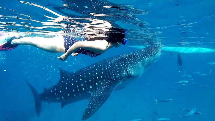 Cebu: Oslob Whale Sharks, Tumalog Falls & Sardine Snorkeling - Moalboal’s sardine run and turtles