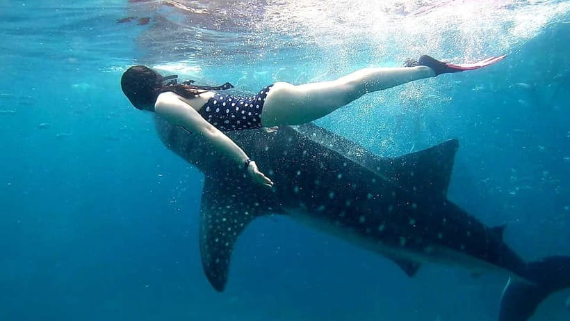 Cebu: Oslob Whale Sharks, Tumalog Falls & Sardine Snorkeling - Food, timing, and the true length of the day