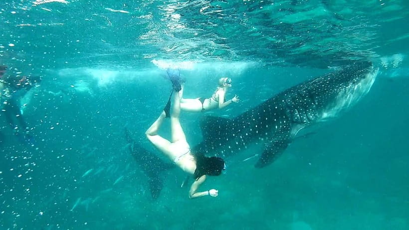 Cebu: Oslob Whale Sharks, Tumalog Falls & Sardine Snorkeling - Who should book this Cebu excursion?