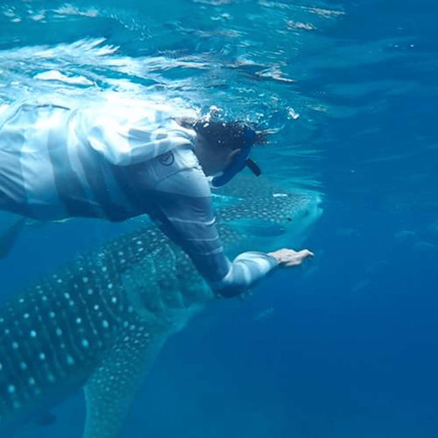 Cebu: Oslob Whaleshark Experience Shared Tour - Key points to know before you book
