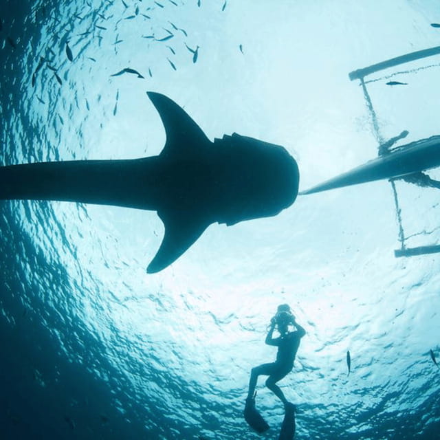 Cebu: Oslob Whaleshark Experience Shared Tour - The whale sharks are the main event in Oslob