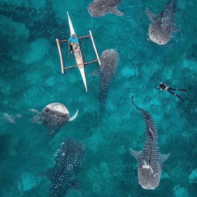 Cebu: Oslob Whaleshark Experience Shared Tour - Sumilon Island adds a second water stop