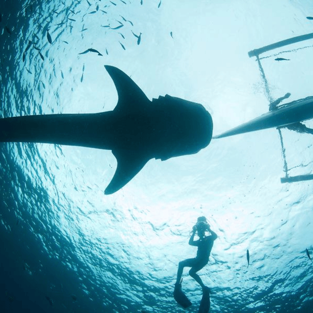 Cebu: Oslob Whaleshark Experience Shared Tour - How to prepare for the water stops